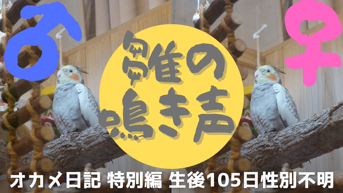 メス鳴き メス鳴き