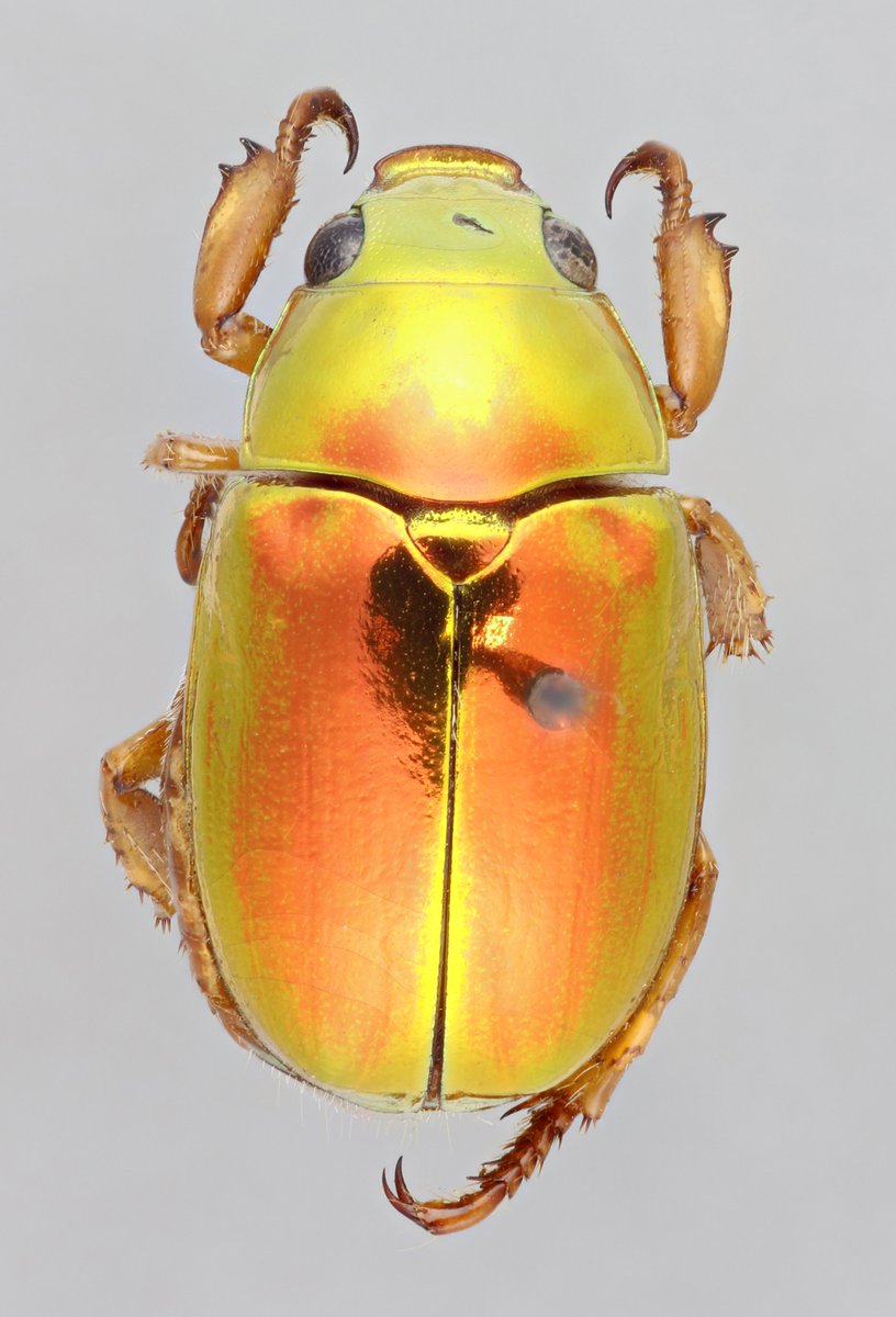 Come through, Anoplognathus aureus 