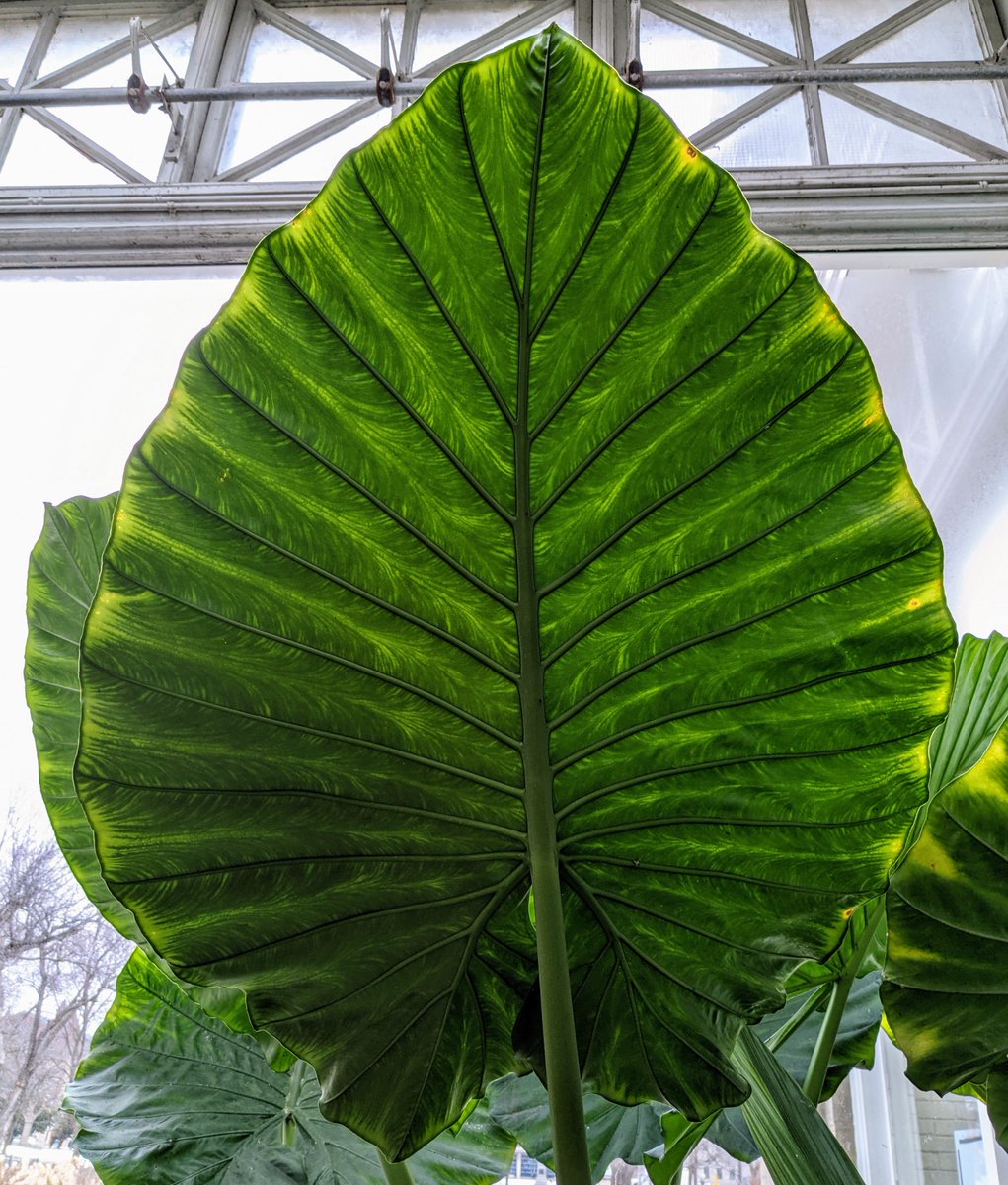 #DYK Giant taro has the largest un-spilt leaf in the world. These humongous leaves are an adaptation to life in a low light environment on the rainforest floor - the bigger your leaves are, the more sun you can absorb! #AllanGardens