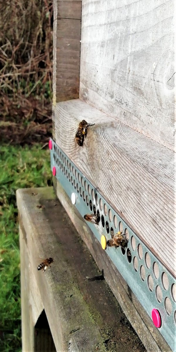 QuantockQueen's tweet photo. Checked the orchard apiary bees in this morningโs warm sunshine.
Housekeeping duties & pollen collection going on (brood rearing assumed). Checked their weight๐๐ป& topped up with fondant ready for the cold blast thatโs coming. #BeekeepersHour #britishbee https://t.co/m4YoucHUGW