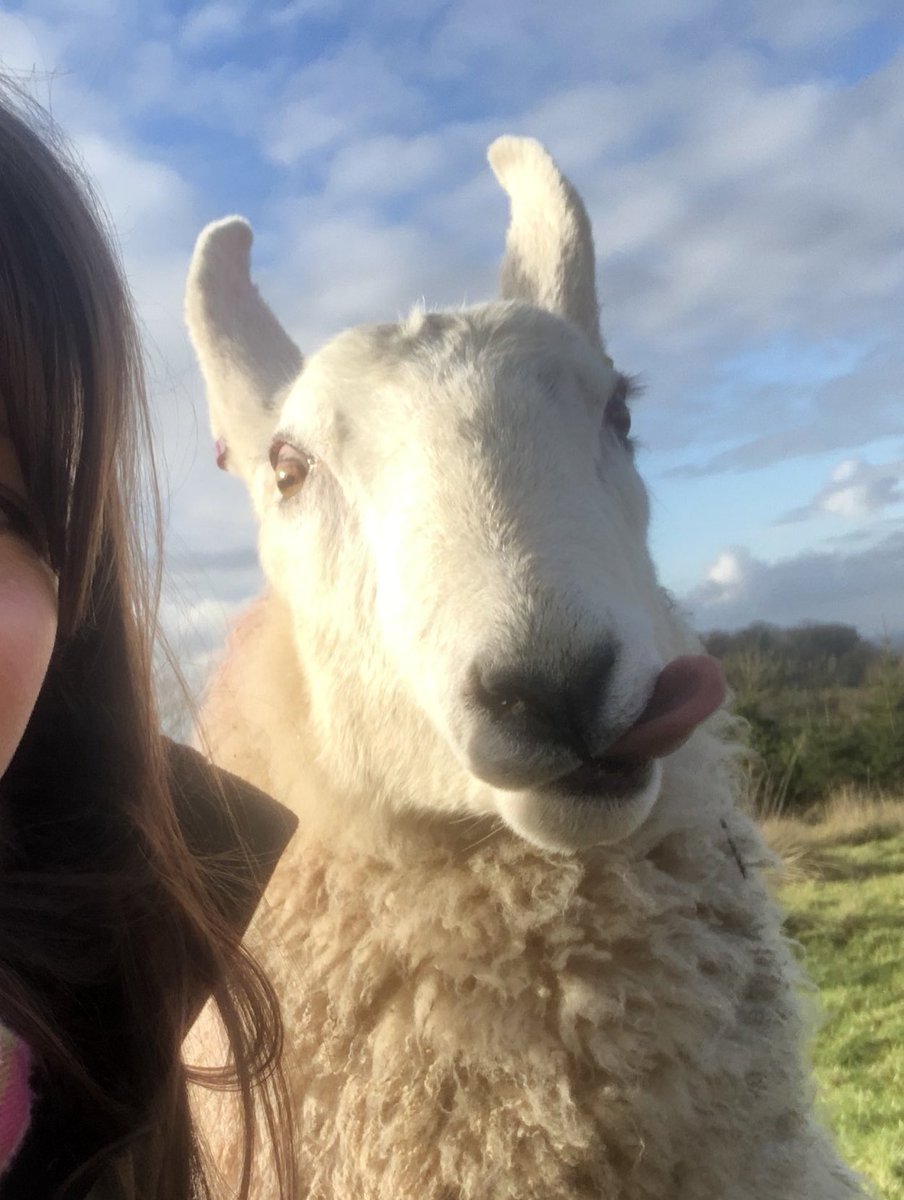 GelstonLamb's tweet photo. When you try and get a nice selfie but your friend has had one too many!! 😂 

#sheepselfie #farmlife #sheep #borderleicester https://t.co/AZ73x3MzvT