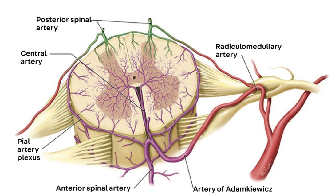 Uzivatel Ashujadhav Na Twitteru Spinal Cord Anatomy And Localization Https T Co Y7gquawvnj Https T Co Chivzy7wzt Twitter
