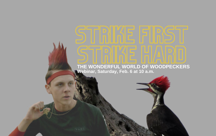 MidpenOpenSpace's tweet photo. Similarities between Hawk from Cobra Kai & a pileated woodpecker? They rock red hairdos & strike hard with karate moves or their beaks. Learn about woodpeckers in this free webinar tomorrow 2/6 at 10am: https://t.co/quYh7DROOq #MidpenOS w/@SMCParks @SequoiaAudubon #Woodpeckers https://t.co/TVTVAyZb4U