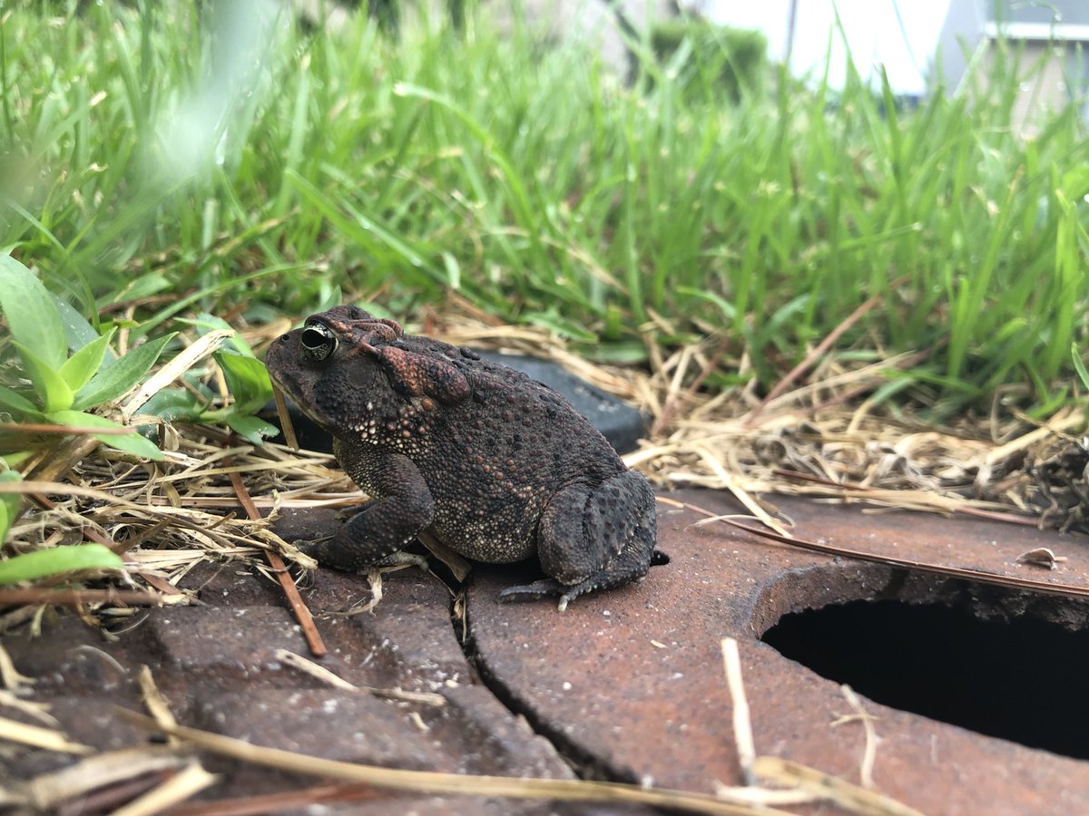 Firstly one of the toads that are most common around our campus is the southern toad (Anaxyurus terrestris). Sadly they aren’t seen very much at the moment because it’s cold, but here are some pictures from a few months ago of one outside my apartment 2/11