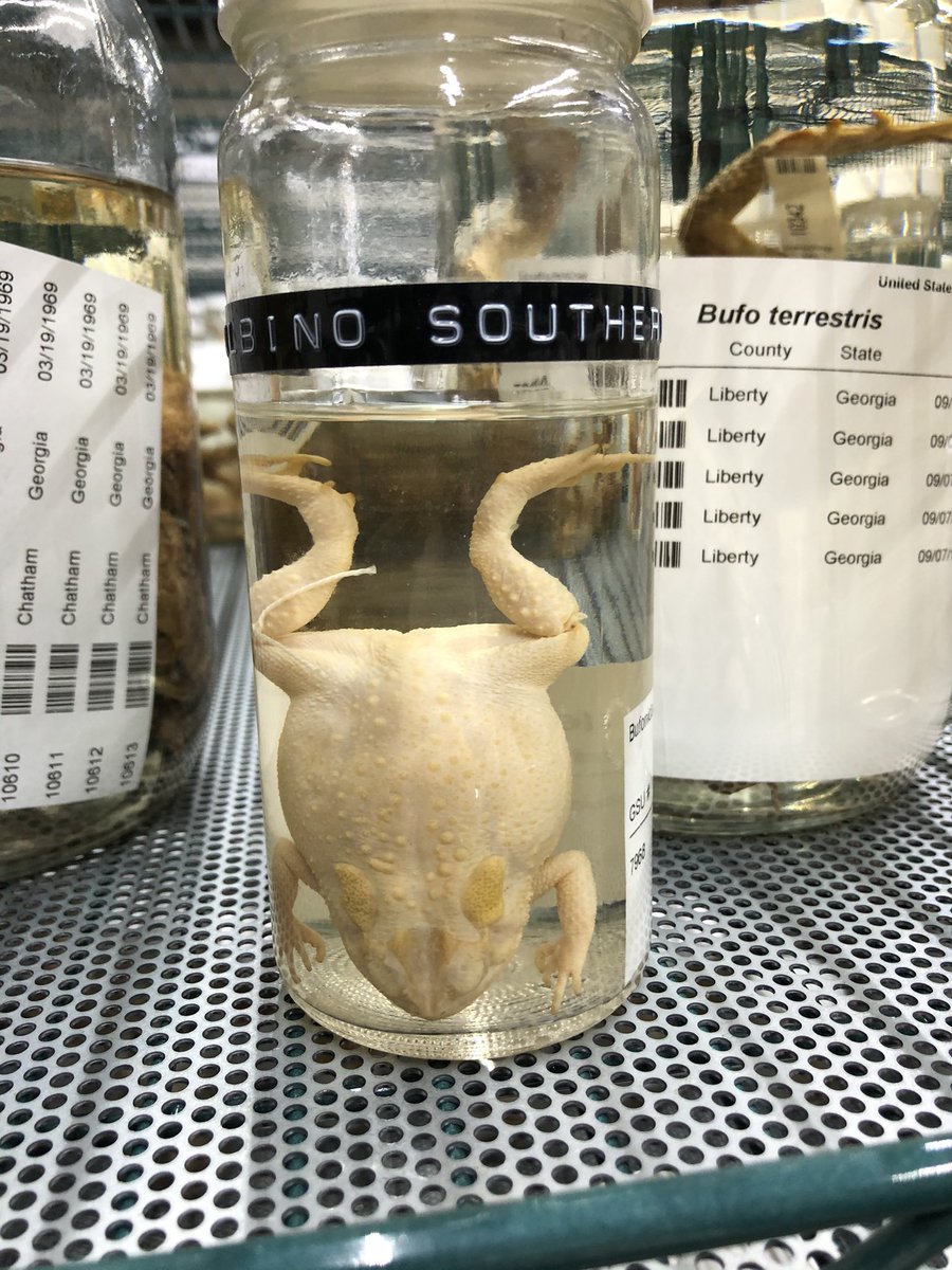 Because we have so many in our collection we are lucky to have some rare specimens. One of my favourites that I have found is this albino southern toad, which is clearly different from others even in alcohol 5/11