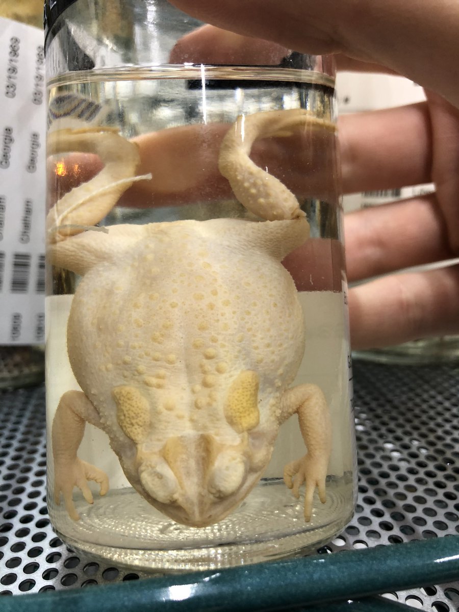 Because we have so many in our collection we are lucky to have some rare specimens. One of my favourites that I have found is this albino southern toad, which is clearly different from others even in alcohol 5/11