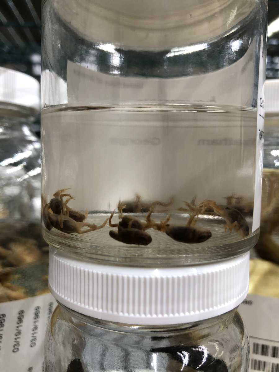 When these toads metamorphose into baby toads they are incredibly small. Here is a jar of some tiny baby toads (sorry there isn’t anything for scale in the picture, I will include that in the future) 6/11