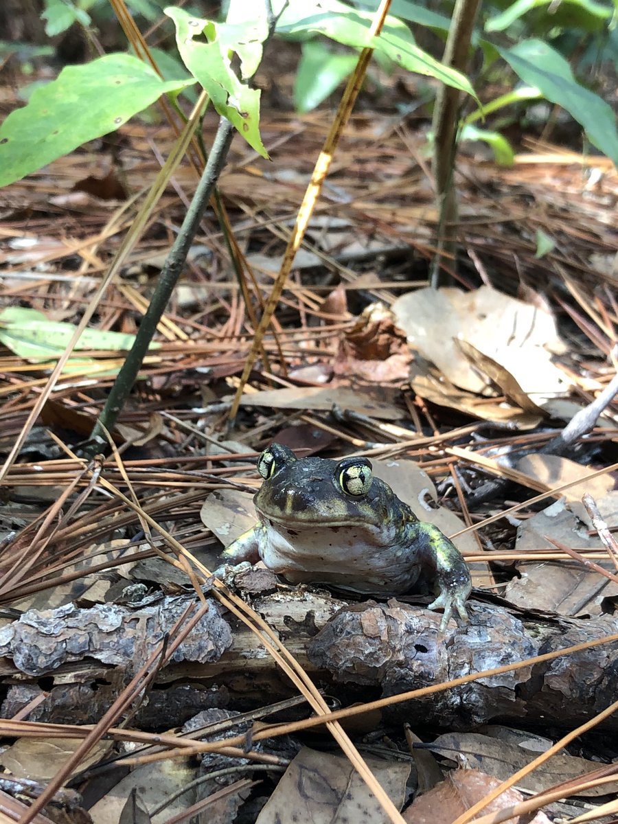 Spadefoots are easier to find when there is a storm with high pressure and lots of rain. When these conditions are present they are often seen crossing roads. Here is a picture of one I found in 2019 crossing a road during a storm 8/11
