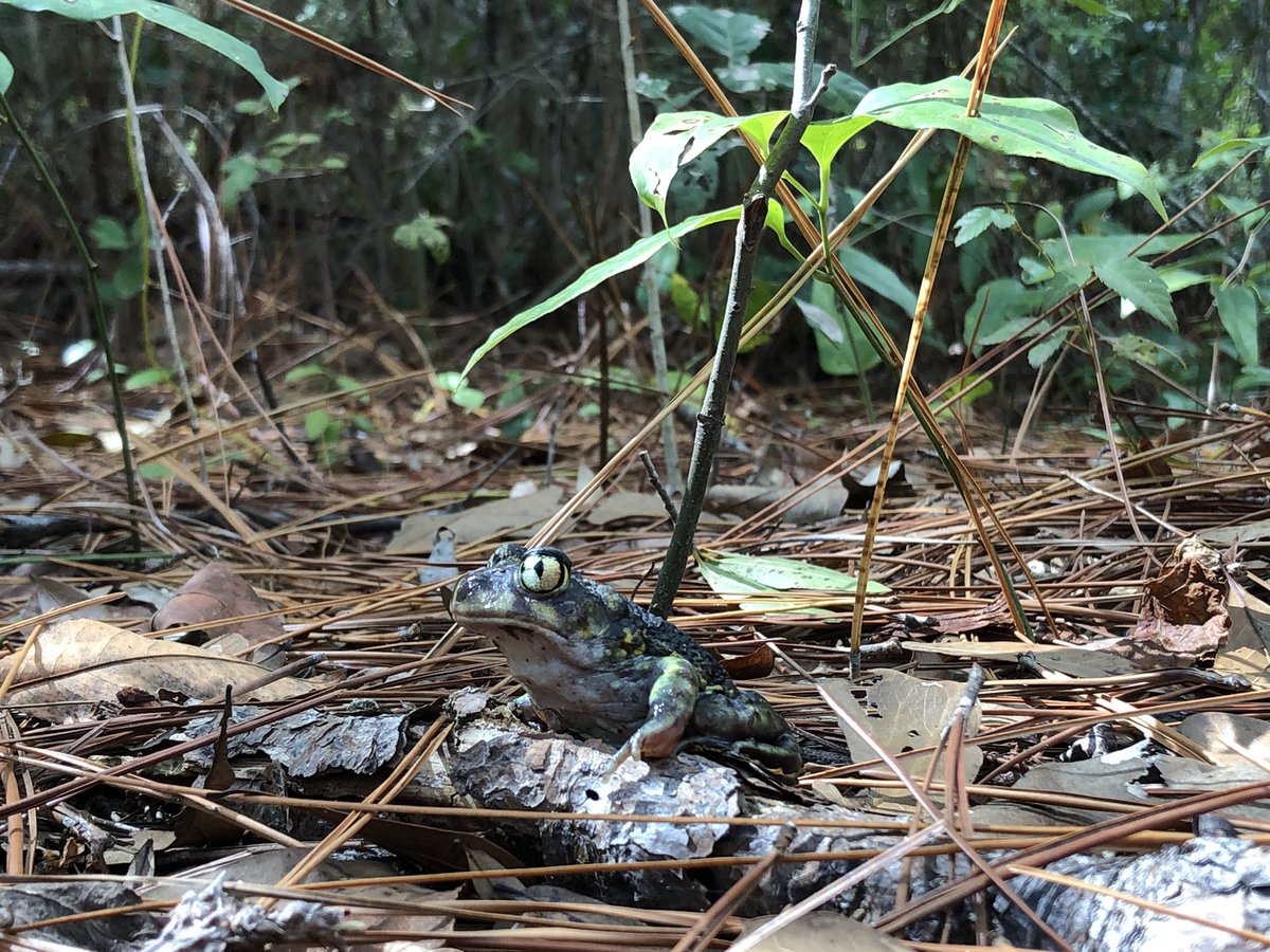 Spadefoots are easier to find when there is a storm with high pressure and lots of rain. When these conditions are present they are often seen crossing roads. Here is a picture of one I found in 2019 crossing a road during a storm 8/11