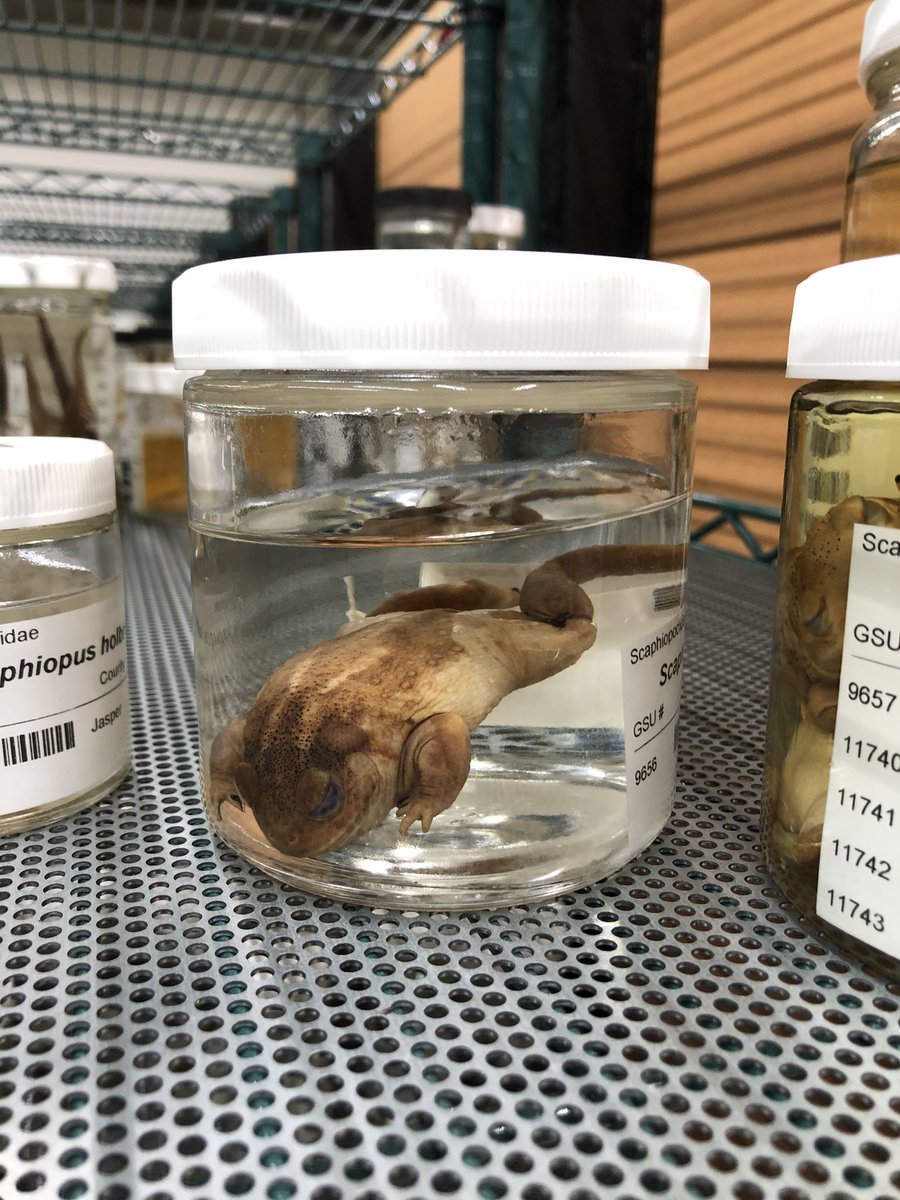 Because these are so common around Statesboro and the rest of South Georgia we also have lots of these awesome toads in our collection  @HerpGSU 9/11