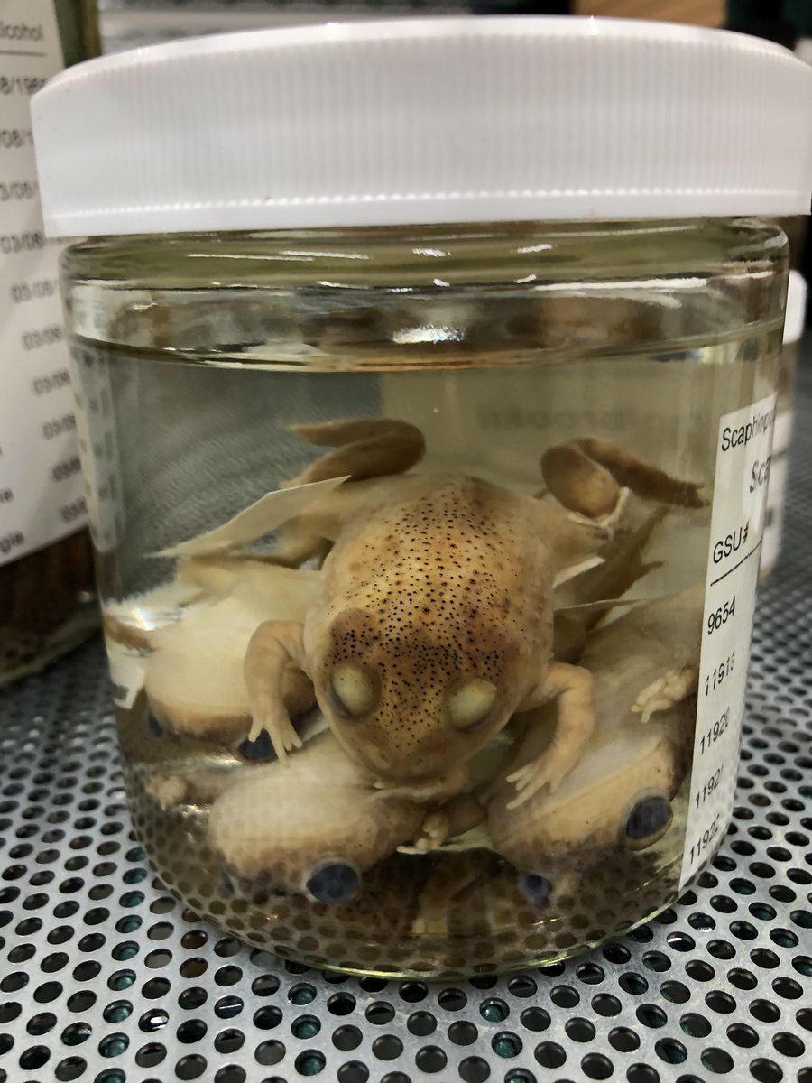 Because these are so common around Statesboro and the rest of South Georgia we also have lots of these awesome toads in our collection  @HerpGSU 9/11