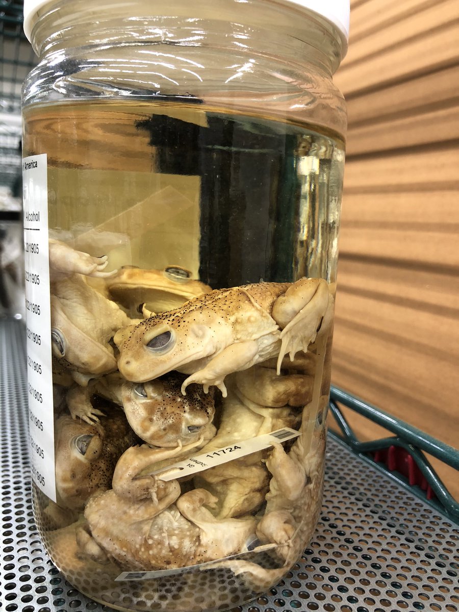 Because these are so common around Statesboro and the rest of South Georgia we also have lots of these awesome toads in our collection  @HerpGSU 9/11