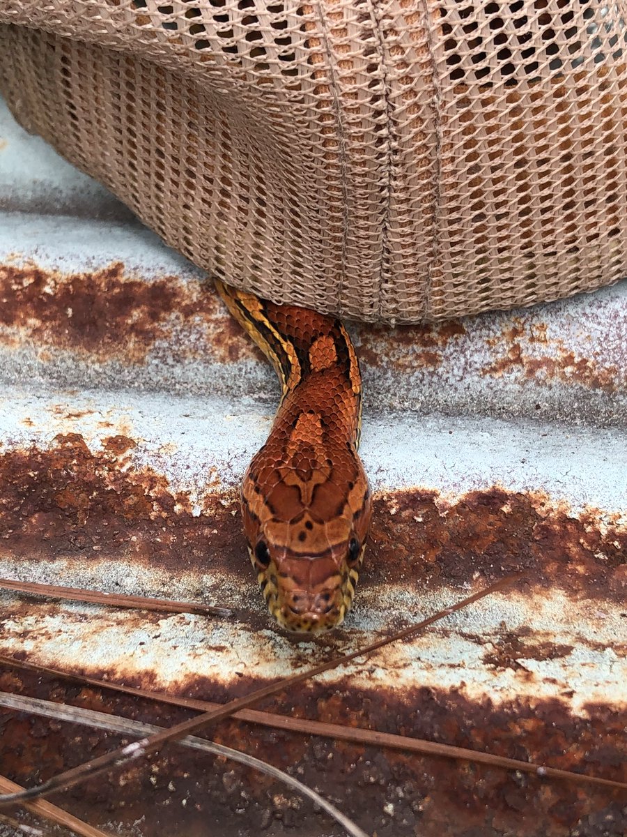 That is it for today’s insight into some of the specimens in our collection here at  @HerpGSU. I think I am going to talk about some snakes on Monday so if there are any specific Georgia snakes you would like to see let me know. Here is a cute little picture until then 10/11