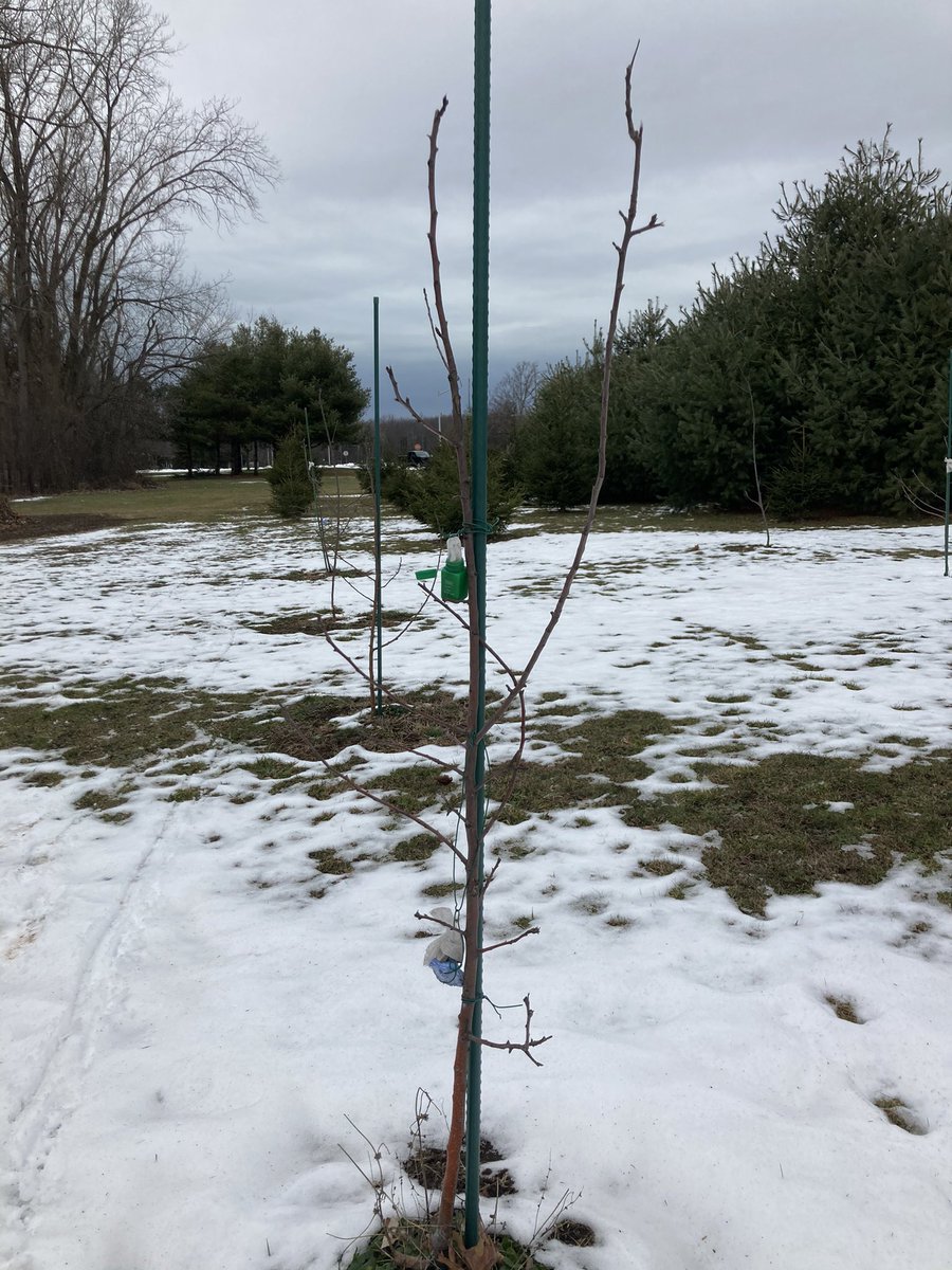 learning_local's tweet photo. Thank you State Farm #SFTeacherAssist for sponsoring our winning grant application to restore Local Learning’s 🍎 orchard @ Newfane High!  As you can see our trees need a little TLC.
@SF_JenYoung
@FaeryRoberta https://t.co/7jwLucd4VC