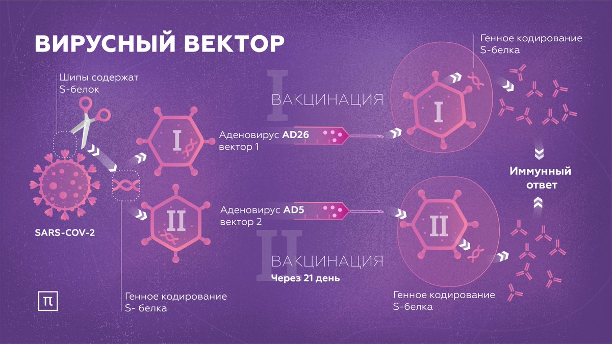 Осложнения после спутника. Принцип действия вакцины Спутник v. Схема действия вакцины. Механизм действия векторной вакцины. Вакцины на основе вируса.