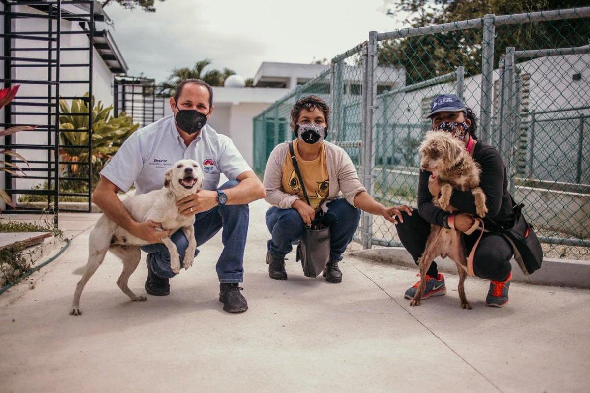 MaraLezama's tweet photo. Seguimos trabajando por el #BienestarAnimal. Gracias a las denuncias ciudadanas la Dirección de Protección y Bienestar Animal rescató a 20 perritos 🐕‍🦺 en hacinamiento. 

#TrabajamosParaTi https://t.co/bNkkXchPBt