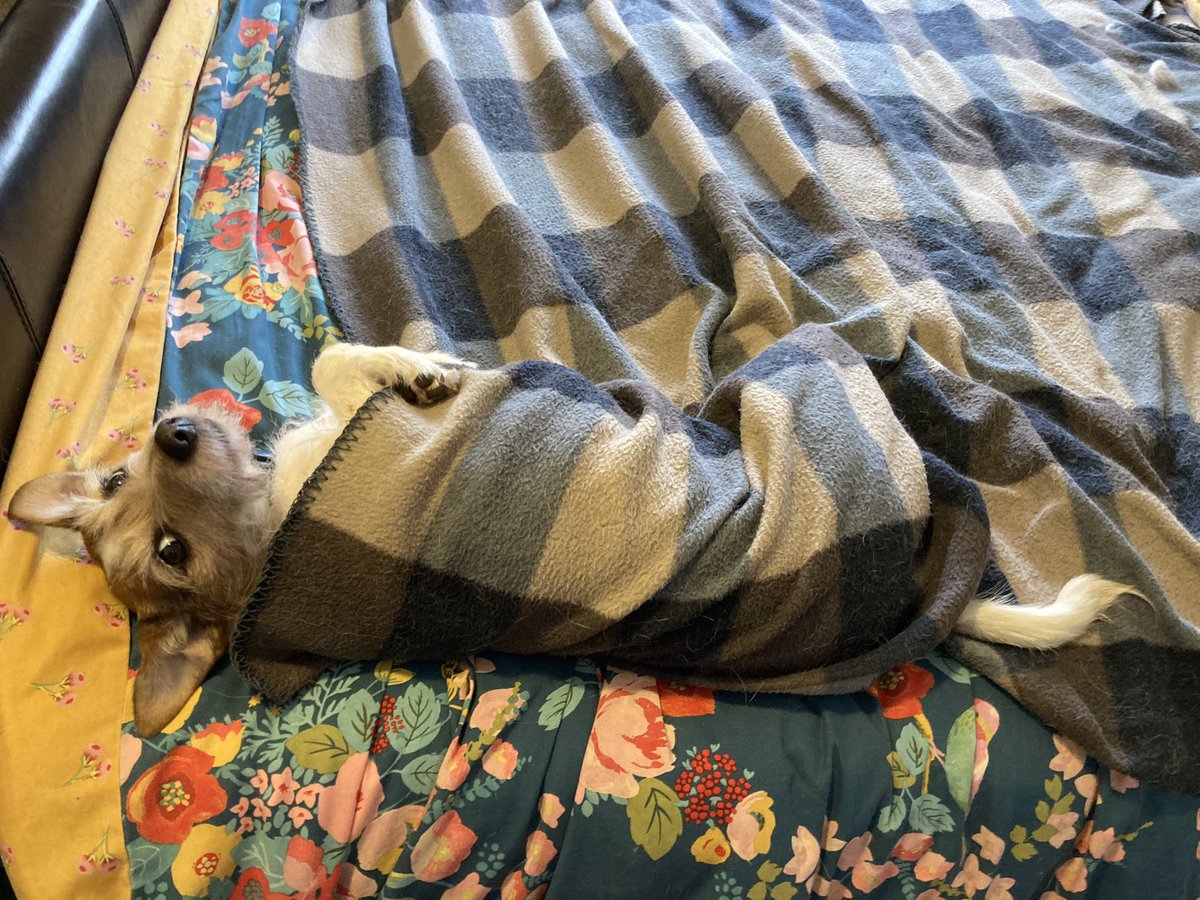 Dogs Under Blankets (DogsBlankets) Twitter