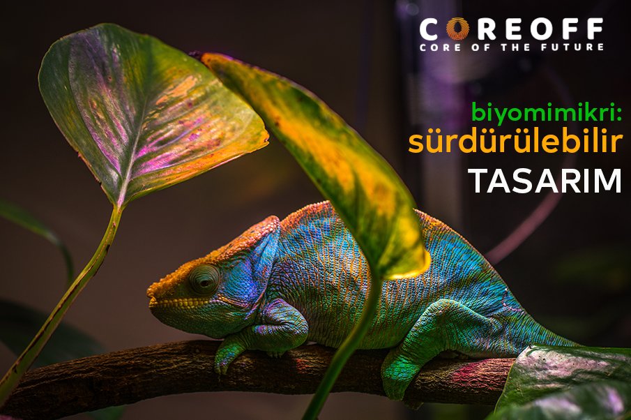 coreofthefuture's tweet photo. Biyomimikride amaç, en büyük tasarım zorluklarımızı sürdürülebilir ve dünyadaki tüm yaşamla dayanışma içinde çözen ürünler, süreçler ve stratejiler - yeni yaşam yolları - yaratmaktır. 

#biyomimikri #biomimicry #doğadanilhamal #digitallearning #elearning  #coreoff https://t.co/ERTs07DSoD