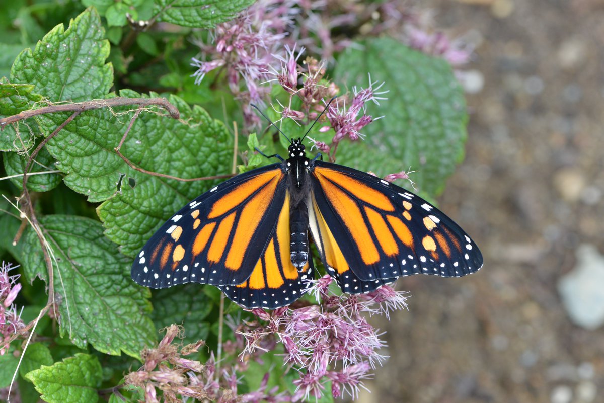 Naturedigger's tweet photo. It's Western Monarch Day. What will you do to help this imperiled species? Plant milkweed? Protect critical overwintering habitat? Or pledge to stop using pesticides? Please also consider donating to @xercessociety or @MonarchsJV #monarchs #habitat #conservation https://t.co/ycmm11emlW