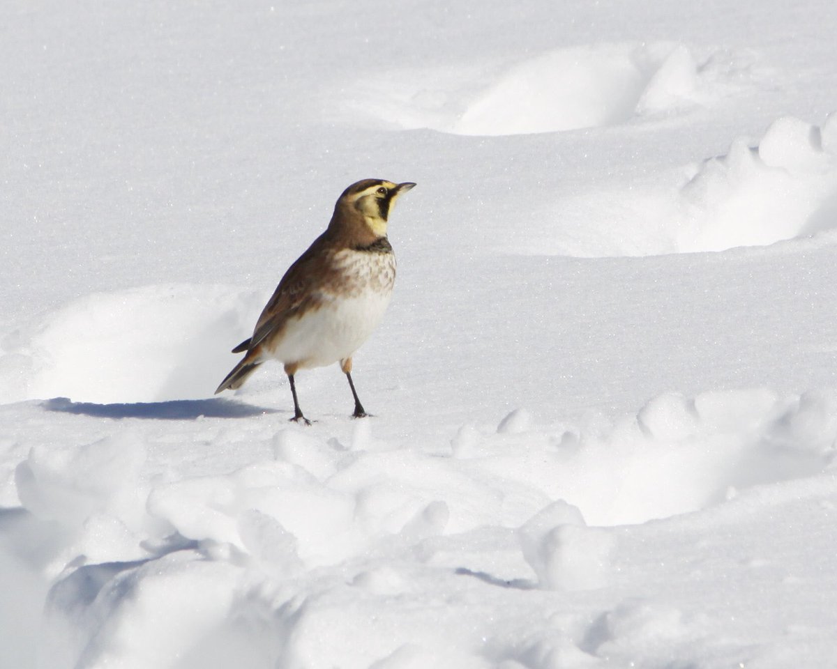 Can anyone help ID this bird?
#nycbirds #birds #birdwatching