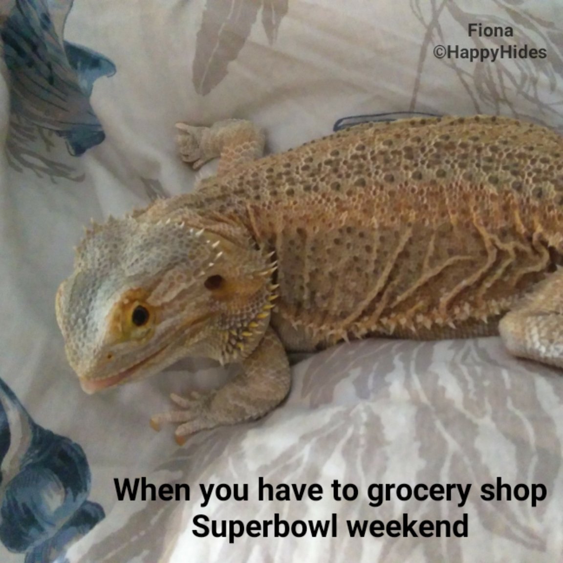 HappyHidesJen's tweet photo. I did not plan this well🏈🛒
#oops
#notplanned #SuperBowl #superbowlweekend #weekendvibes #shopping #fridaymorning #HappyHides #beardeddragon #beardeddragons #beardie #beardies #reptile #reptiles #rescue #reptilerescue #rescuelife #thedodo #buzzfeedanimals #animals #animaladdicts https://t.co/x2F7iZstsV