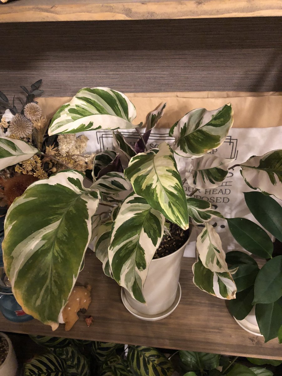 T0shi314's tweet photo. 植物用のアカウント作りました。
よろしくお願いします🪴 https://t.co/IuvdQQCoAs