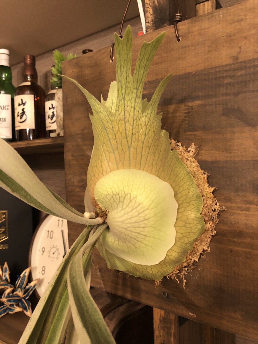T0shi314's tweet photo. 植物用のアカウント作りました。
よろしくお願いします🪴 https://t.co/IuvdQQCoAs