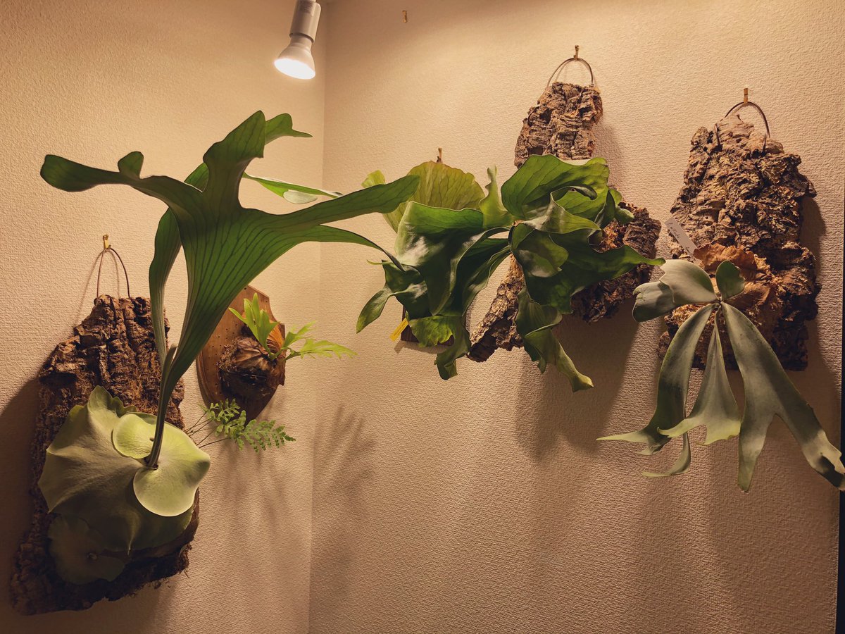 T0shi314's tweet photo. 植物用のアカウント作りました。
よろしくお願いします🪴 https://t.co/IuvdQQCoAs