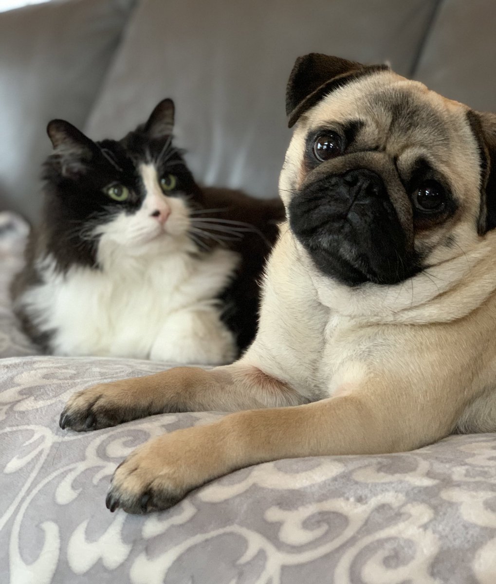EdnathePug's tweet photo. When your this cute ☺️ even Lloyd cat can’t help but stare at me in awe 🥰
#DontBeJelly https://t.co/eps44b0s0g