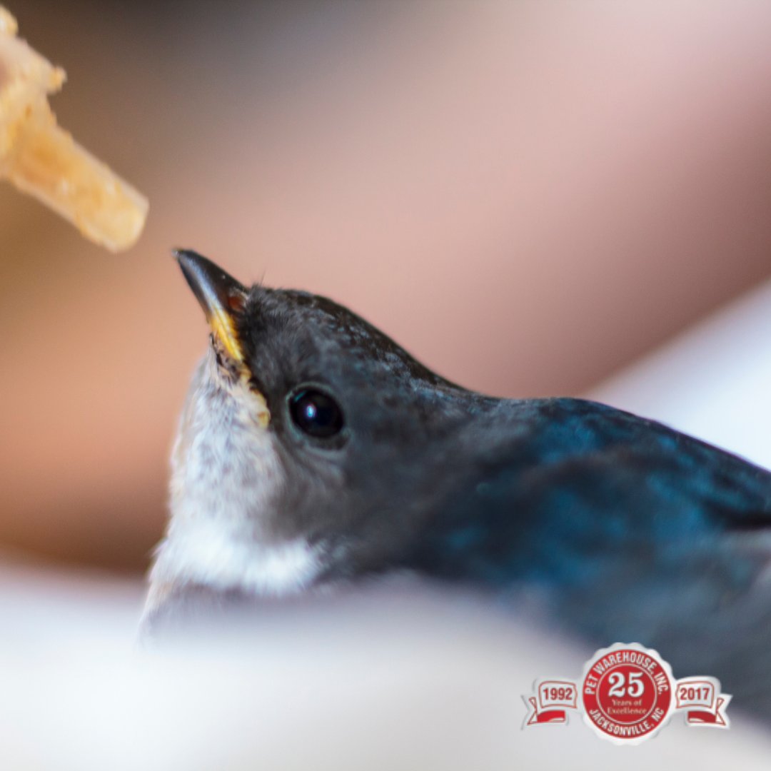 PetWarehouseNC's tweet photo. Plan on breeding? Great news! Pet Warehouse has all of your breeding needs! Ask us about our feeding syringes, hand-feed formula, and nesting materials!
#petwarehouse #jacksonvillenc #feedingsyringes #birdbreeding #aviary #breedingmaterials #birds #birdsupplies https://t.co/sSBcP8OqsT