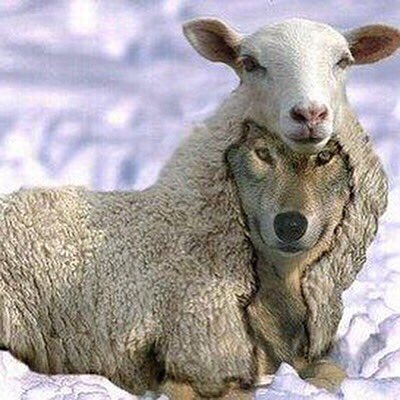 AlexRobertBrow1's tweet photo. Presidents kings queens government all higher ups give us lower classe two choices. Either we are sheeps who graze on the grass of life or wolves who feast on the flesh and bones of the sweet sheep’s. Well there’s a third option wolves dressed in sheep’s clothing those who blend. https://t.co/8XILo2laQP