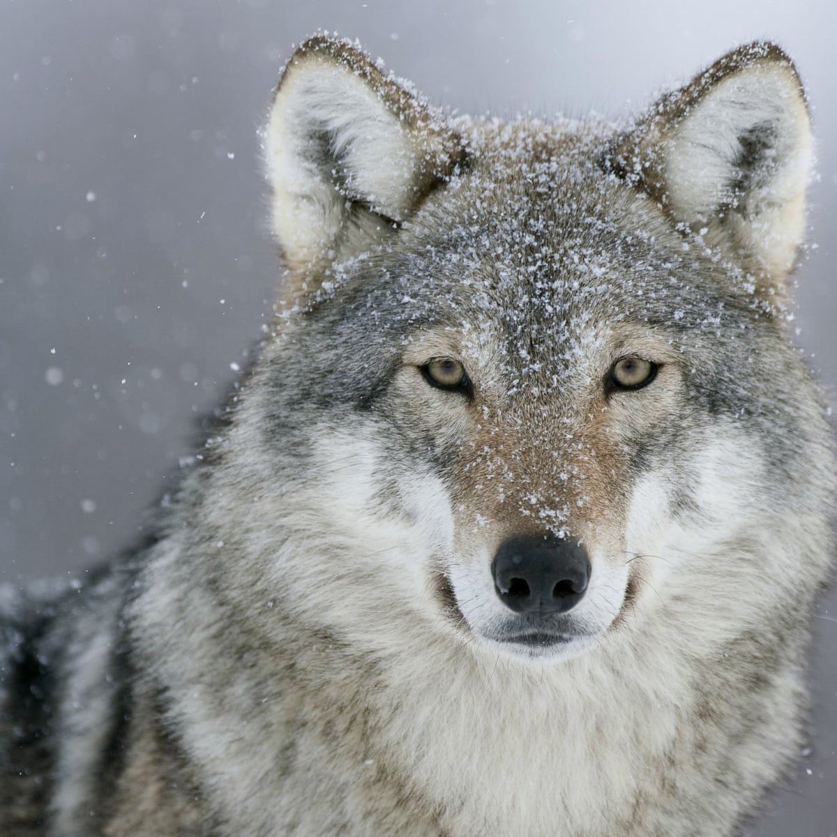 AlexRobertBrow1's tweet photo. Presidents kings queens government all higher ups give us lower classe two choices. Either we are sheeps who graze on the grass of life or wolves who feast on the flesh and bones of the sweet sheep’s. Well there’s a third option wolves dressed in sheep’s clothing those who blend. https://t.co/8XILo2laQP