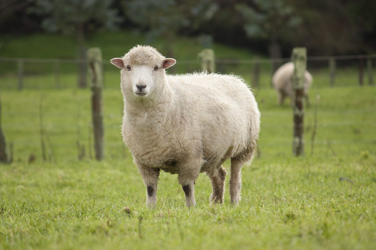 AlexRobertBrow1's tweet photo. Presidents kings queens government all higher ups give us lower classe two choices. Either we are sheeps who graze on the grass of life or wolves who feast on the flesh and bones of the sweet sheep’s. Well there’s a third option wolves dressed in sheep’s clothing those who blend. https://t.co/8XILo2laQP