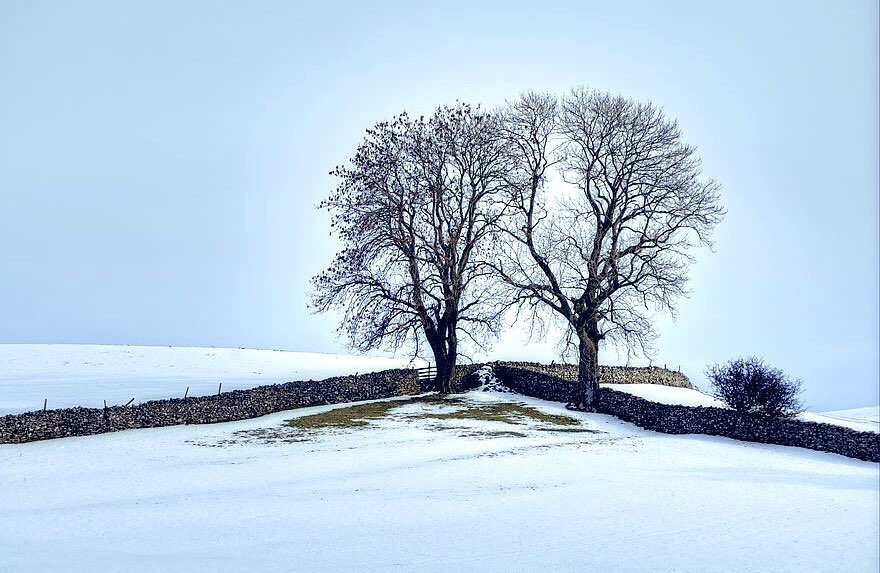 TheKentAcorn's tweet photo. ’Trees give peace to the souls of men.’

#Waln #trees #oaks https://t.co/B9D8MrGa7T