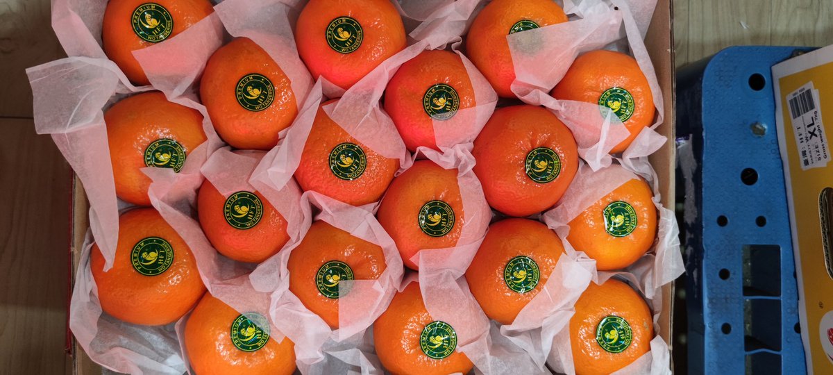 Nuj53886874's tweet photo. 🍊ส้มแมนดารินไต้หวัน
หวาน ฉ่ำ อร่อยมากคะ
😁พร้อมส่งฟรีkerryทั่วไทย
ลังละ 7 โล
จำนวน 38-42 ลูก
✅ราคา 700 บาท
#ร้านIamfruits #iamfruits
#ตรุษจีน 
มีผลไม้ต่างประเทศมากมาย
#ส้ม #แอปเปิ้ล #สตอเบอรี่ #สาลี่ #เชอรี่ #บลูเบอรี่ #พลับ #องุ่น #ตลาด #สี่มุมเมือง #ผลไม้
☎/ Line 0635962428 https://t.co/nNVVj23wLO