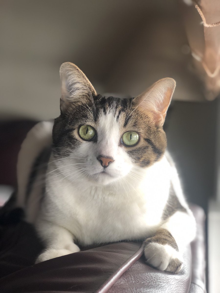 laurcakes's tweet photo. #AOClied about nothing so here is an adorable pic of my bf’s cat. AOC you have our love and support 💕 https://t.co/x8JVd7bH21