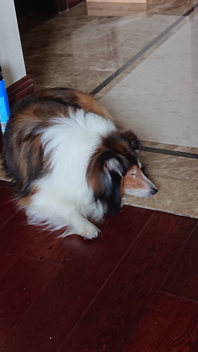 舞 这视频近6分钟 只能上传一小部分 太赖皮了一直在路上耍赖 最后不知道主人是怎么把狗狗这整回去的 我还是认为小型犬可以养养 体力累人 你家的是大型犬吗