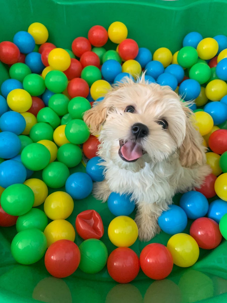 Checkers tweet media