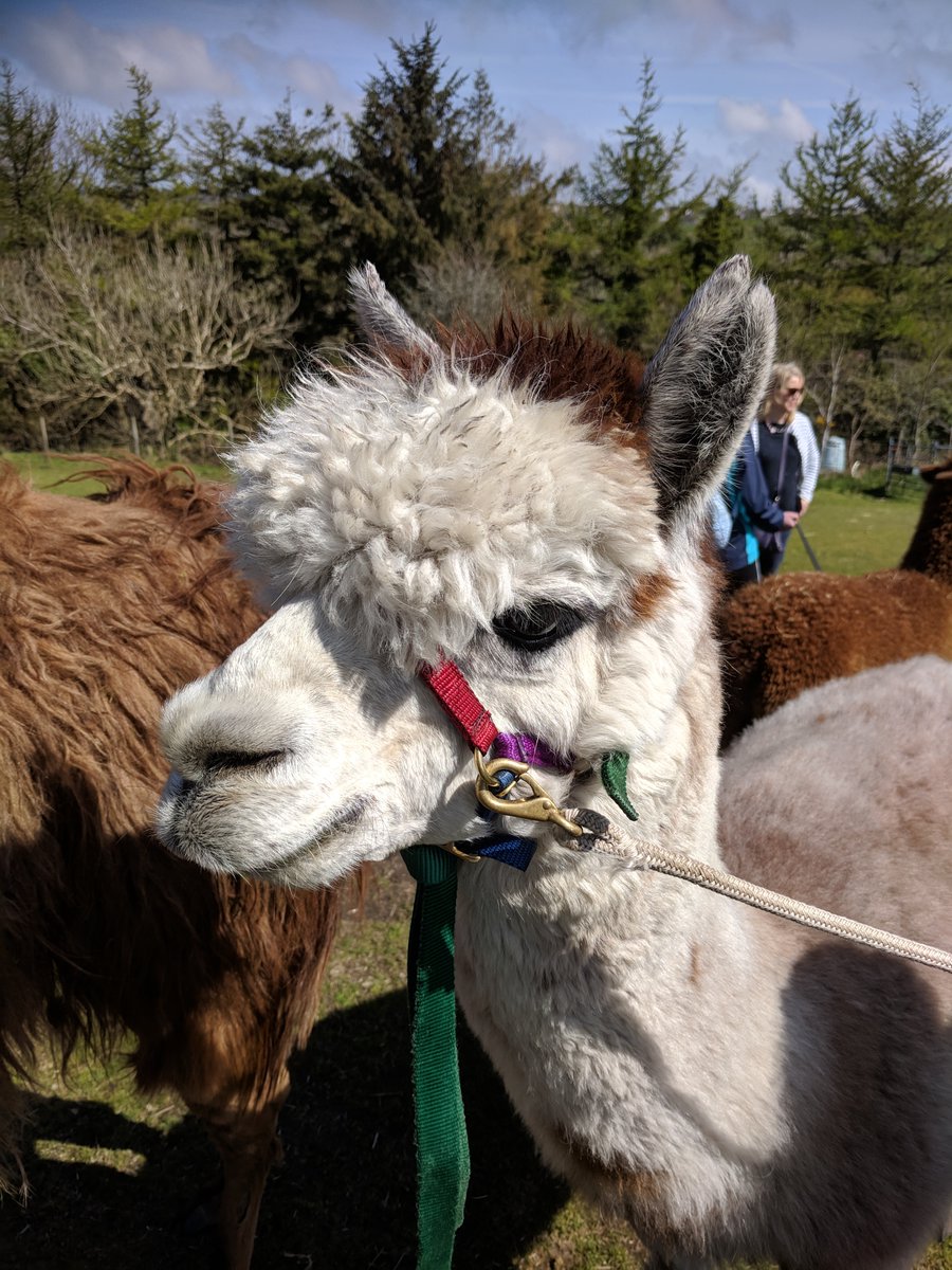 Holidaysfromhe1's tweet photo. For this week's #Top4Theme of #Top4Furry
I am going for the vaguely surreal experience of walking haughty llamas and a set of fluffy #alpaca twins over the Cornish hills😁🦙
hosted by @CharlesMcCool @Giselleinmotion @perthtravelers &
@Touchse https://t.co/Tmhsob1szY
