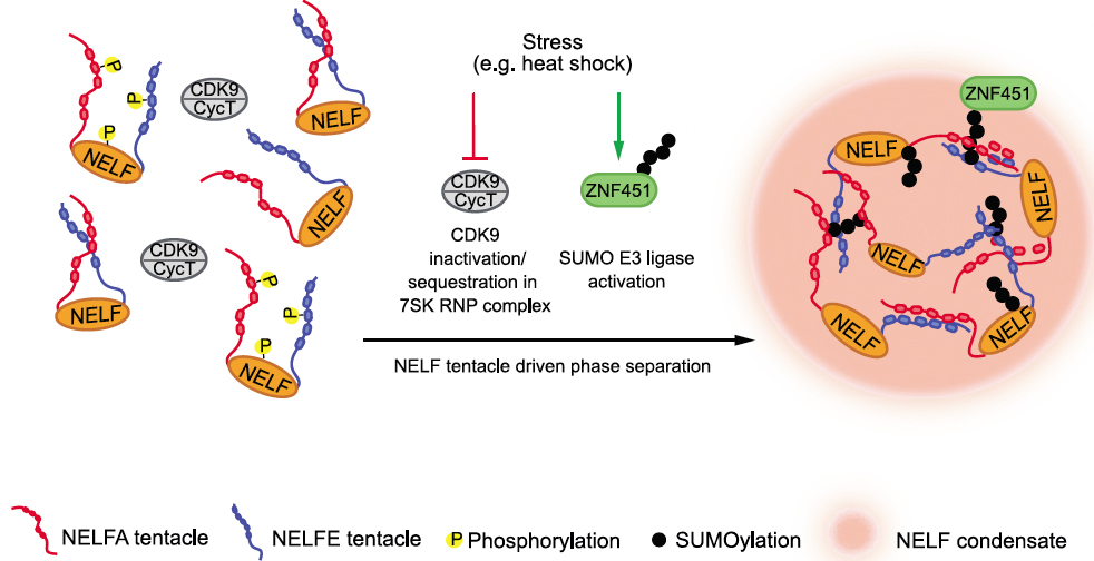 mpgpresident's tweet photo. Nuclear condensation of transcription factor NELF drives downregulation of genes upon stress.
Great collaboration of Marc Boehning @mpibpc with @rawatravans and Ritwick Sawarkar @mpi_ie @MRC_TU
Now online: https://t.co/UT1q4ao1Hh https://t.co/tuqB7Pxr4f