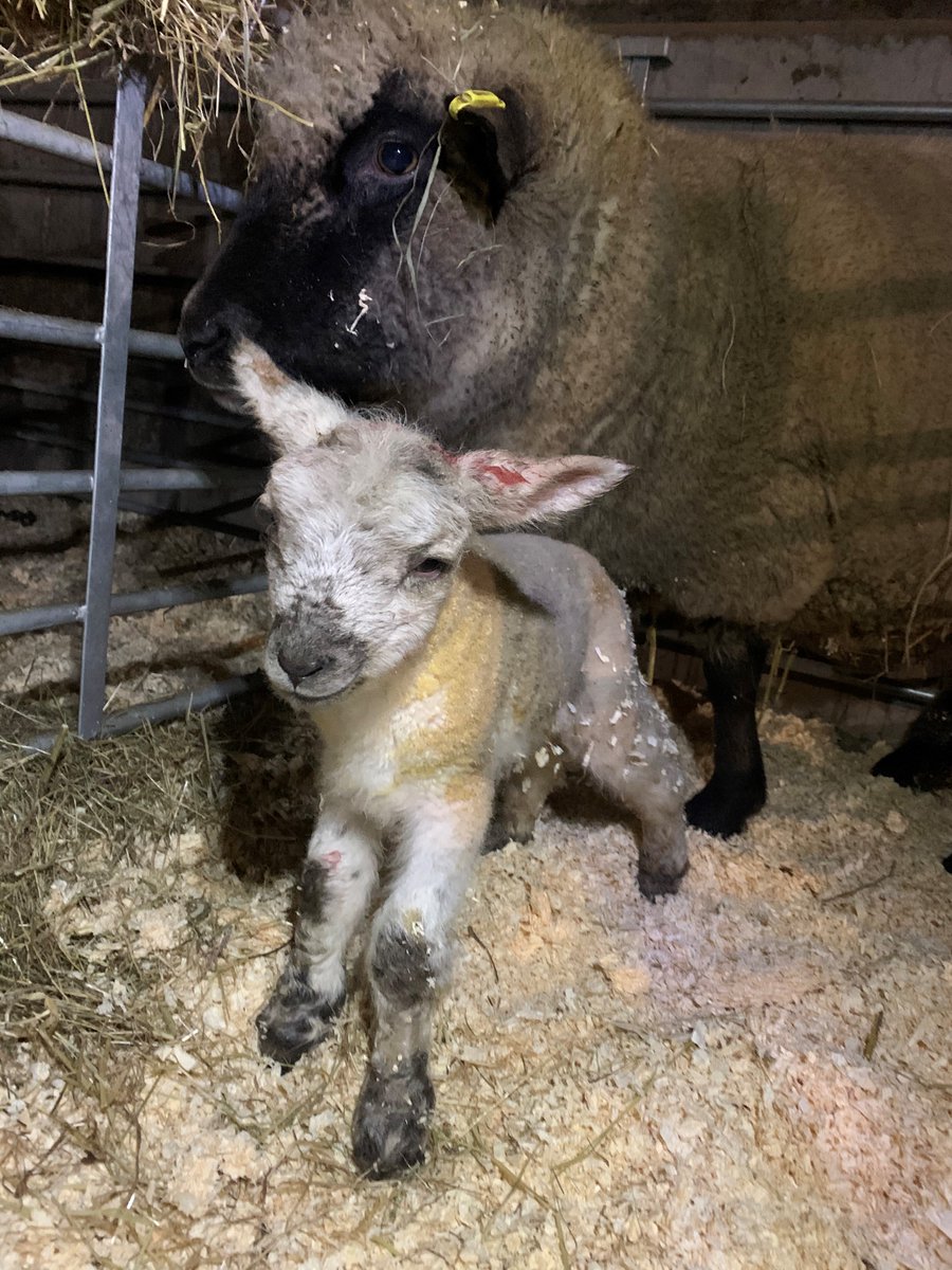 sandwellcouncil's tweet photo. How cute!?!?! Introducing the beautiful lambs born at Forge Mill Farm this week  😍🐑🐑🐑

Hopefully it won't be too long before you can meet them in person. They are doing well and their mom is looking after them beautifully. (1/2) https://t.co/25kAlvBGWZ