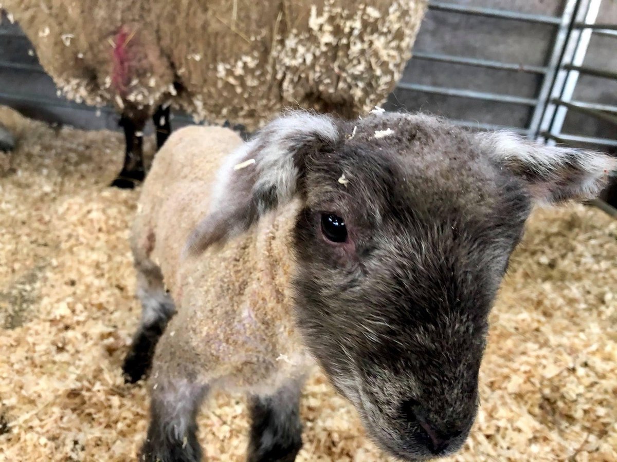 sandwellcouncil's tweet photo. How cute!?!?! Introducing the beautiful lambs born at Forge Mill Farm this week  😍🐑🐑🐑

Hopefully it won't be too long before you can meet them in person. They are doing well and their mom is looking after them beautifully. (1/2) https://t.co/25kAlvBGWZ