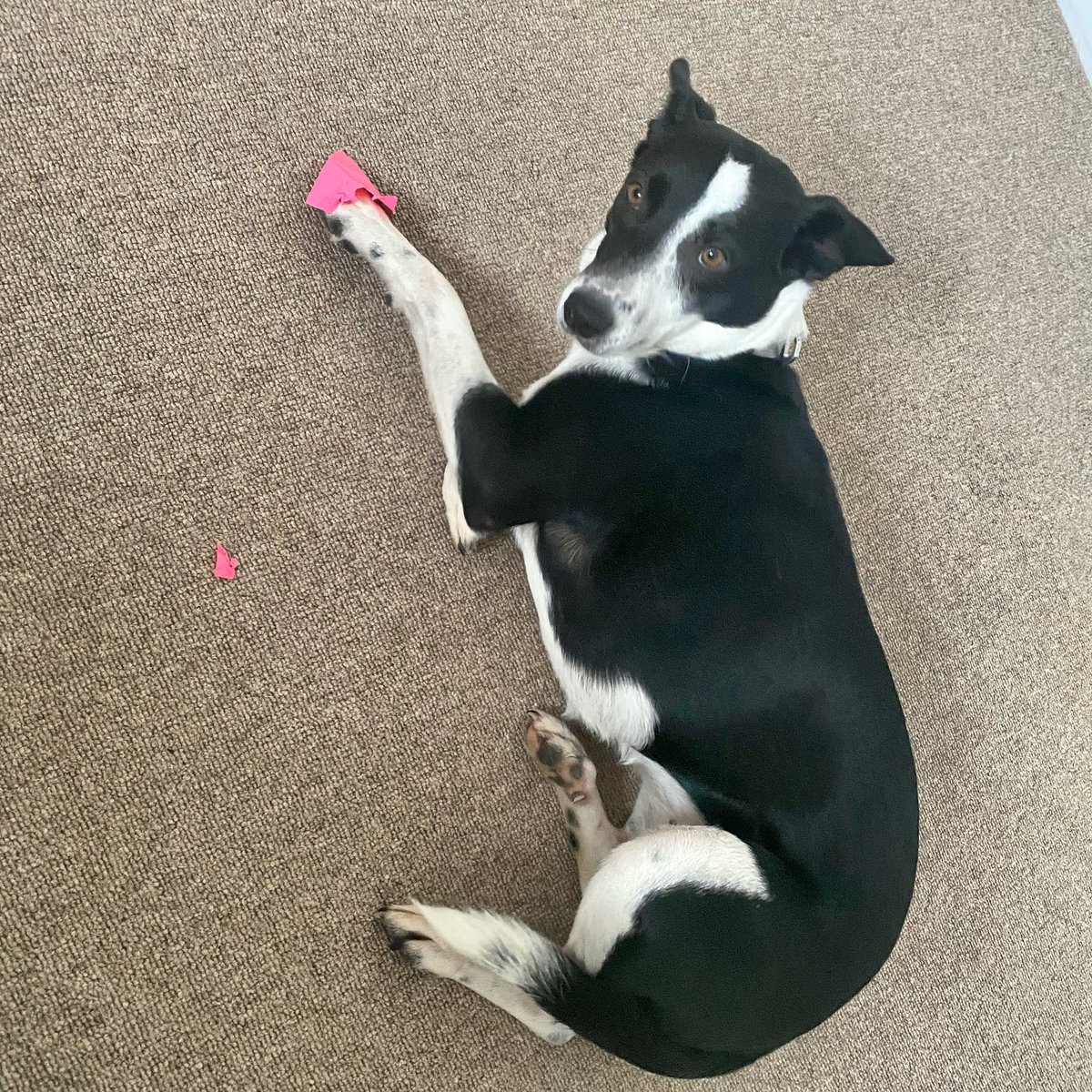 _powpow_'s tweet photo. @kaydacode my other dog is so upset she’s eating my post it notes https://t.co/c7yWCcvP9L
