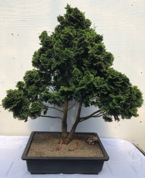 lovingeo_com's tweet photo. As a living plant the bonsai can clean and help purify the air in the area it is displayed; be it a room in a house, office, etc.

Read the full article: Benefits of Owning a Bonsai: Mental, Physical and Emotional
▸ https://t.co/8JgTExtbN0

 #PhysicalWellBeing https://t.co/AfueYW173t