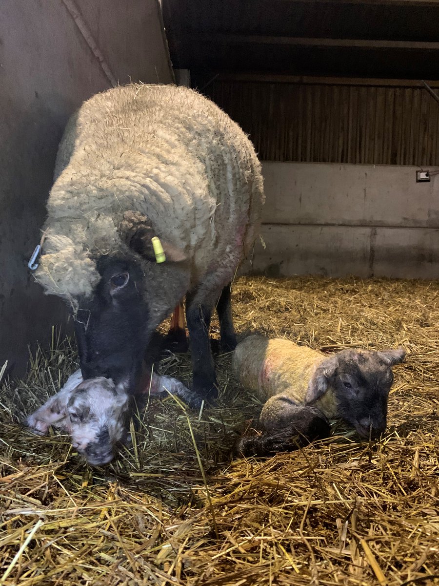 sandwellcouncil's tweet photo. How cute!?!?! Introducing the beautiful lambs born at Forge Mill Farm this week  😍🐑🐑🐑

Hopefully it won't be too long before you can meet them in person. They are doing well and their mom is looking after them beautifully. (1/2) https://t.co/25kAlvBGWZ