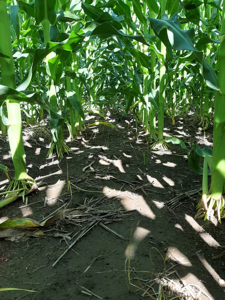 aylenpomares's tweet photo. Cuando tus clientes están felices con el maíz que sembraron y te mandan fotos !💪 MAÍZ LT 723 VT3P, Pozo del Molle, Córdoba.
#locosporlatijereta
@LaTijeretaMaiz https://t.co/Z95568T6eG