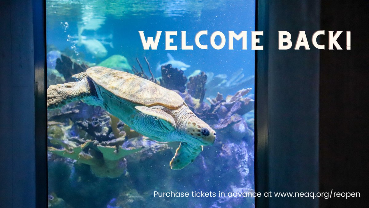 NEAQ's tweet photo. Today is the day! 🎊 

Purchase tickets in advance + review our safety guidelines online at https://t.co/oBAWyZkmUV.

#ReopeningDay #WeAreOpen #OpenInBoston #ThingsToDoInBoston #BostonAquarium https://t.co/UD6iCMct0L
