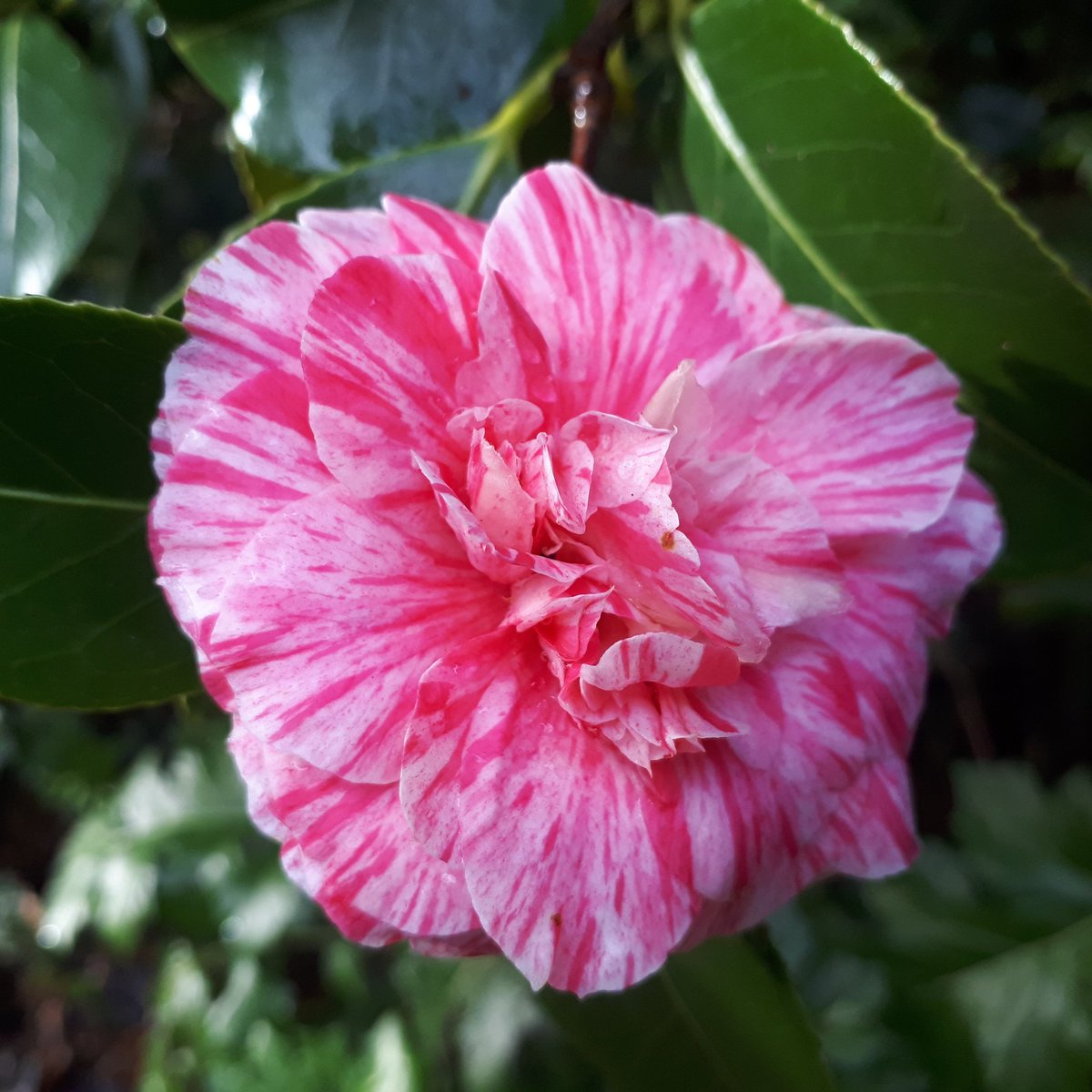 #dailywalk at Dartington #Totnes to see the camellias #walkinwinter