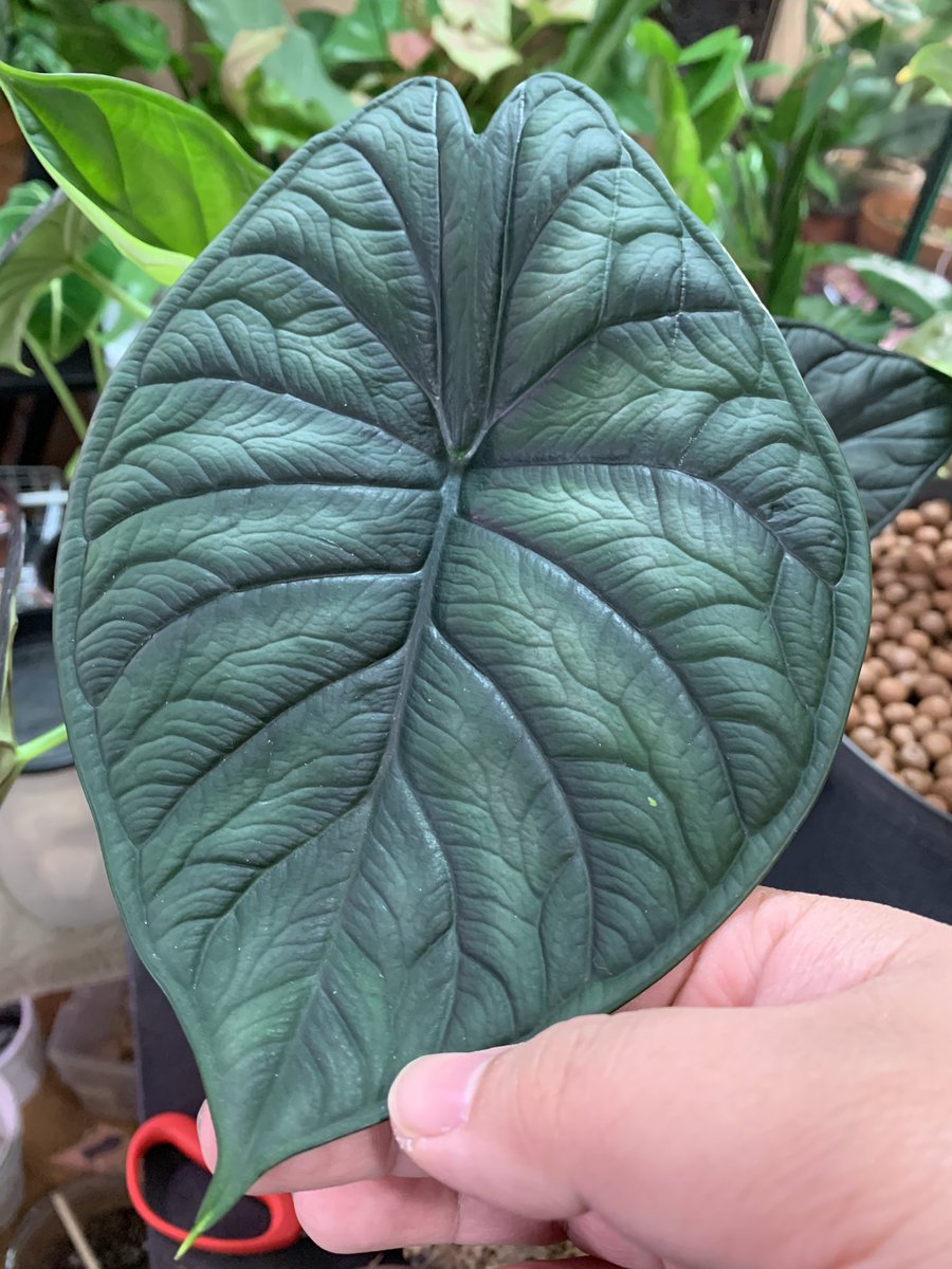 FaizeMonster's tweet photo. Did someone say dragon scales? Alocasia silver dragon and Dragon scale are currently my favorites right now. I love them! 🥰 https://t.co/CcgI9Tzkb3
