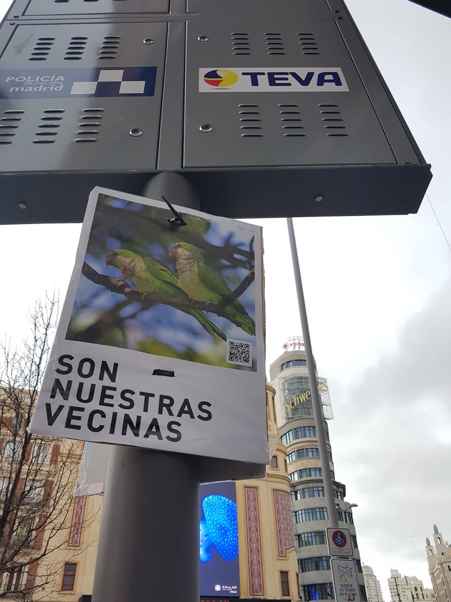 rhortaleza's tweet photo. Gente que afirma que hay que hacer la vasectomía a las cotorras argentinas en lugar de exterminarlas porque "son nuestras vecinas"...

Que si somos "especistas"... 🙄

Yo de verdad ya no sé q hacer con tanto bobo en Madrid.

#Sonnuestrasvecinas https://t.co/AjT4qmkeGe